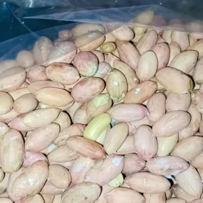 مغز بادام زمینی مغان