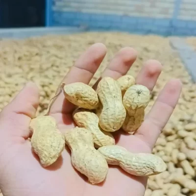 بادام زمینی خام با غلاف