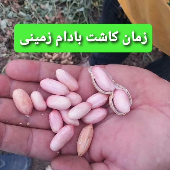 زمان کاشت بذر بادام زمینی