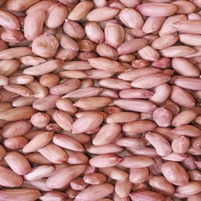 بذر بادام زمینی از نزدیک