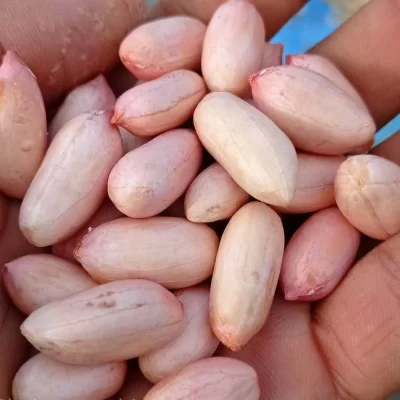 خرید بذر بادام زمینی آستانه