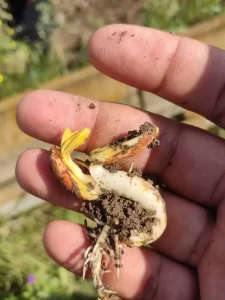 جوانه زنی بادام زمینی در مزرعه