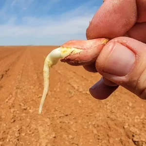 کشت بادام زمینی