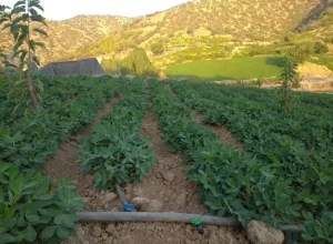 آبیاری قطره ای بادام زمینی