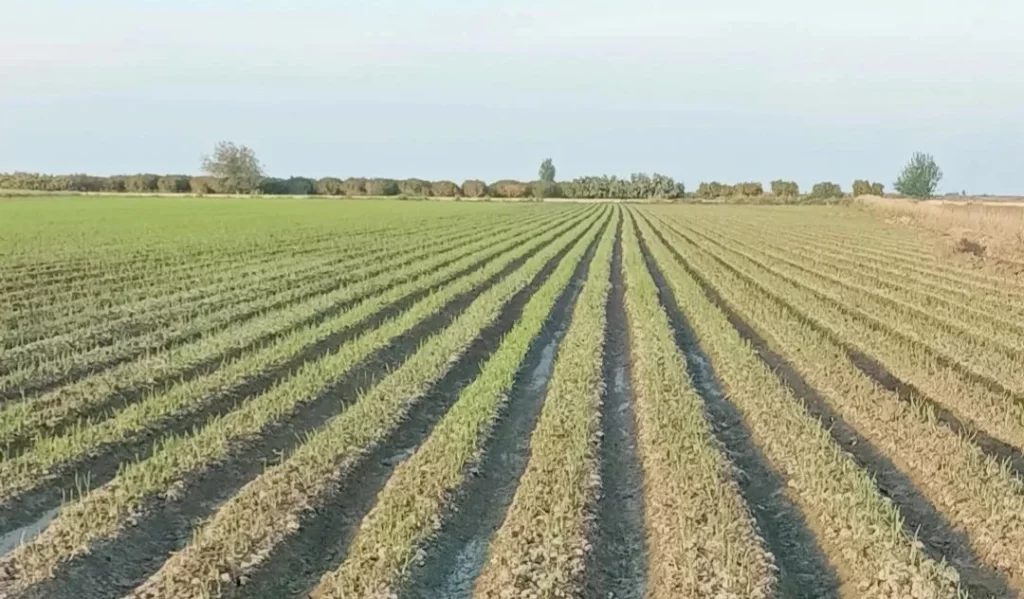 اجاره زمین کشاورزی هکتار بالا
