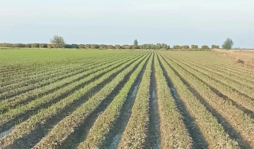 اجاره زمین کشاورزی هکتار بالا