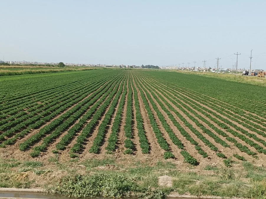 اجاره زمین برای کشت بادام زمینی