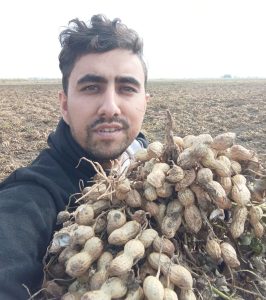 برداشت بادام زمینی