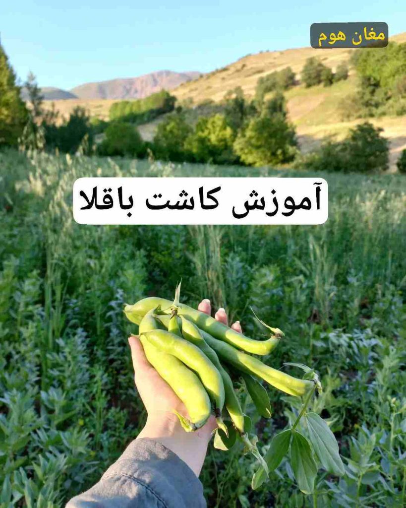 روش کاشت باقلا