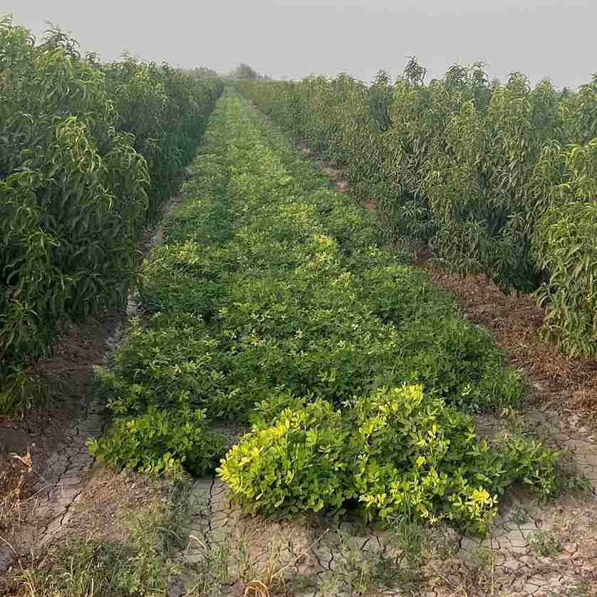 کاشت بادام زمینی بین درختان