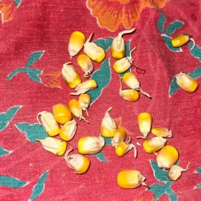 بذر ذرت مغان