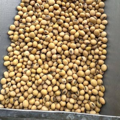 بذر سویا مغان هوم