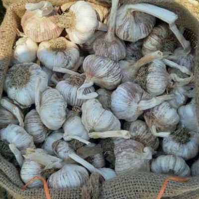سیر بذری لوکس