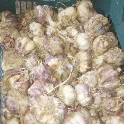 ضایعات سیر یک تن