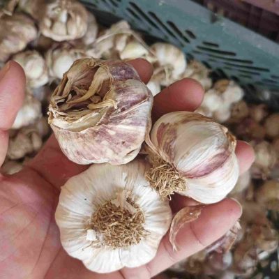 سیر ترشی ۱۰ کیلویی