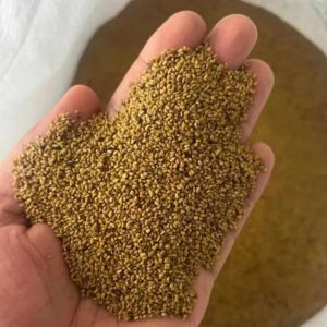 قیمت بذر یونجه همدانی 