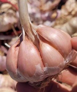 عکس بذر سیر