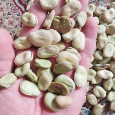 بذر باقلا عمده