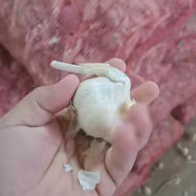 سیر سفید مغان