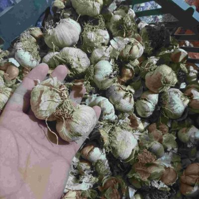 سیر آسیابی