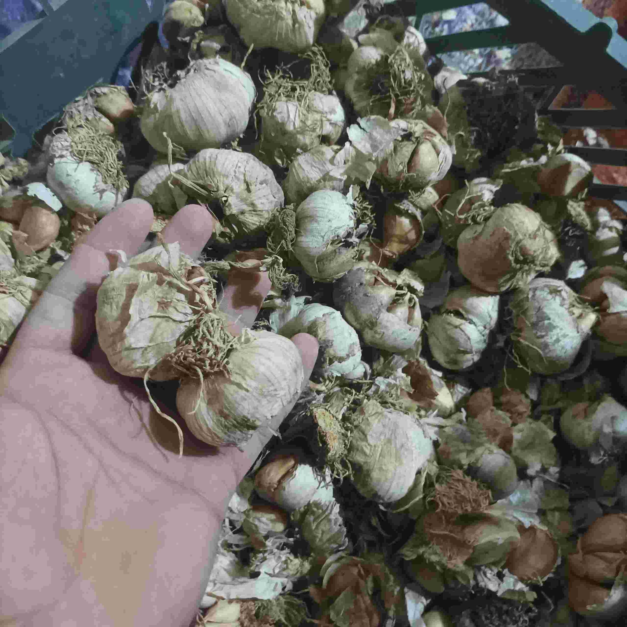 1000399084-optimized سیر آسیابی