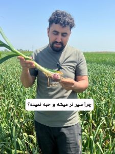 چرا سیر پیازی شکل و نر میشه؟