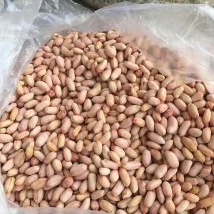 قیمت بذر بادام زمینی مغان