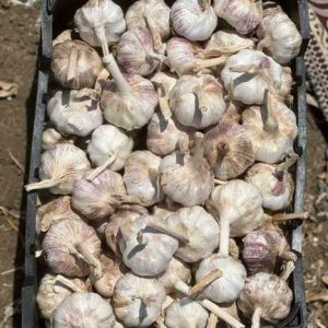 سیر بذری